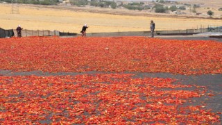 Şanlıurfada isotun acı serüveni başladı