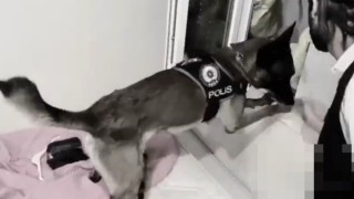 Şanlıurfada narkotik köpeği uyuşturucuya geçit vermedi