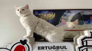 Sarayların gözdesi Ankara Kedisi, çok yakında Ayasofya Camiinde olacak