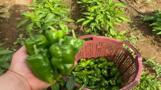 Sarıgölde Emcelli biberine ilgi büyük