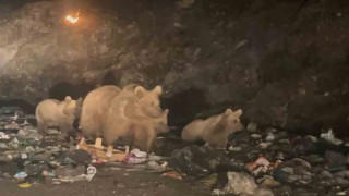 Sarıkamışta ayılar çöplük ayısı oldu