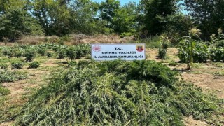 Sebze tarlasında 12 bin kök Hint keneviri yetiştirdiler