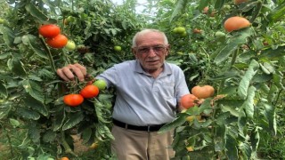 Seracılık üreticinin yüzünü güldürüyor