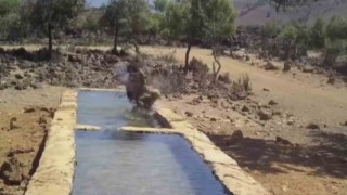 Yabani hayvanların serinleme görüntüleri fotokapana takıldı