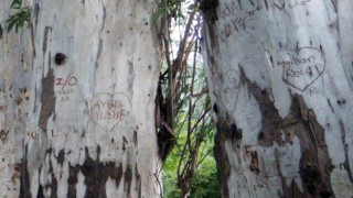 Sevgi yolunun okaliptüs ağaçları ilanı aşk tahtasına döndü