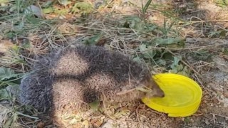 Sıcaktan bitkin düşen kirpiye vatandaşlar su verdi
