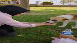 Sıcaktan bunalan köpeğe elleriyle su içirdi