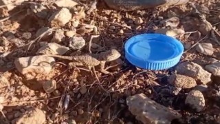 Sıcaktan bunalan yavru bozkır kelerine su verdi