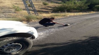 Sıcaktan etkilenen kaplumbağaya su içirdi