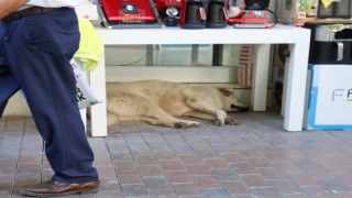 Sıcaktan yorgun düşen sevimli köpek masa altına sığındı