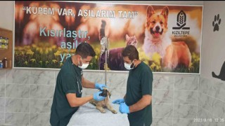 Şiddette maruz kalan köpek tedavi altına alındı, şüpheli şahıs serbest bırakıldı