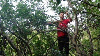 Şifa deposu harnupta hasat zamanı