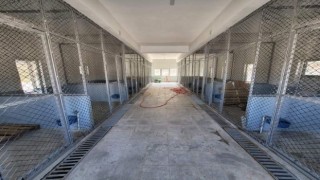 Sokak hayvanları Güroymak Belediyesine emanet