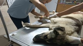 Sokak köpeği av tüfeği ile vuruldu