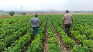 Soya fasulyesi tarlası kontrolleri devam ediyor