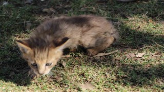 Soyu tehlike altındaki saz kedisi, Şırnakta görüldü