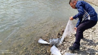 Şuhutta göletlere 115 bin yavru sazan balığı bırakıldı