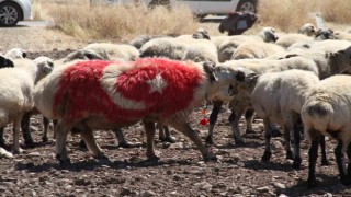 Süslenen koçlar, koyunların arasına bırakıldı