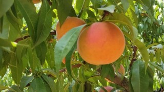 Talep artışı sonrası oluşan fiyatlar şeftali üreticisini memnun etti