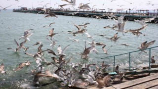 Tekirdağ sahilinde martıların ekmek kavgası