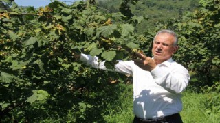 TTB Başkanı Eyyüp Ergan: “Açıklanan fındık fiyatları piyasa şartlarına göre uygundur”