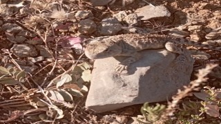 Tuncelide bozkır keleri fotoğraflandı