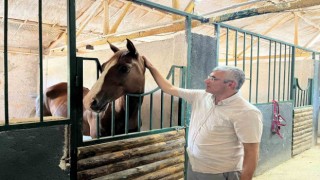 Türk kültürünün sembollerinden atlara yoğun ilgi