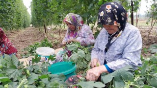 Türkiyede sadece Bilecikte yetişen endüstriyel bitki şerbetçi otunun hasadı başladı