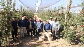 Türkiyenin elma deposu Karamanda 55 gün sürecek olan elma hasadı başladı