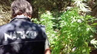 Uyuşturucu ormanına polis baskını
