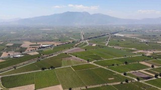 Üzümde hasat ve ihracat tarihleri belirlendi