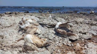 Van Gölünün Tatvan sahilinde toplu martı ölümleri