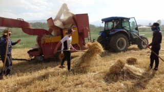 Vanda arpa hasadı başladı