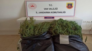 Vanda Hint keneviri operasyonu