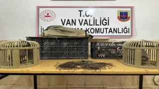 Vanda kafes avcılığı