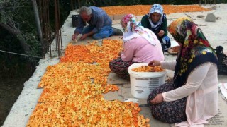 Vanda kayısı kurutma dönemi