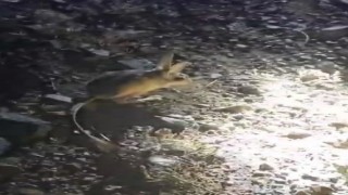 Vatandaşların ‘Arap tavşanı ile imtihanı