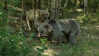 Veteriner hekim uyardı: Nemrutun ayılarından uzak durun