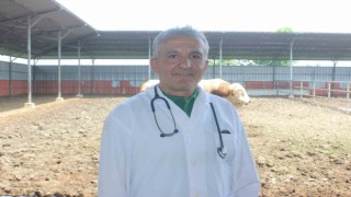Veteriner hekimler şiddete sessiz kalmadı