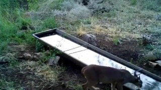 Yaban hayvanlarına su desteği