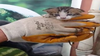Yağmur borusuna sıkışan yavru kediyi market çalışanları kurtardı