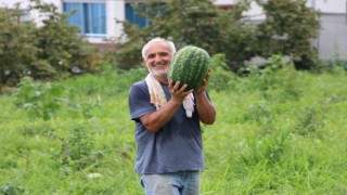 Yalıncak karpuzu tehlike altında