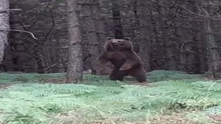 Yalovada ağaca çıkan yavru ayılar ve anneleri görüntülendi