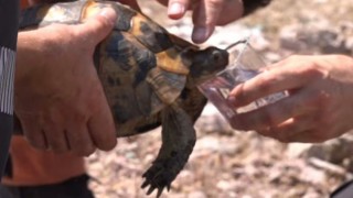 Yangın ortasında kalan kaplumbağayı Ümraniye Belediyesi ekipleri kurtardı