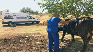 Yangından etkilenen hayvanlara tıbbi müdahale