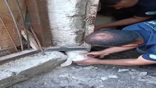 Yaramaz koyunu itfaiye kurtardı