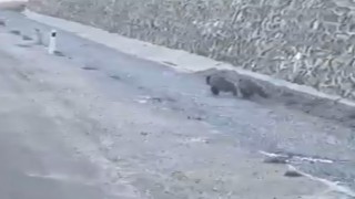 Yavru ayıların arabayla gülümseten yarışı