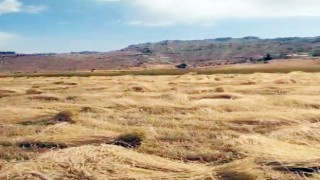 Yaylalarda hububat hasadı başladı