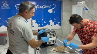 Yenilenen veterinerlik hizmetleri sokak hayvanlarını iyileştirmeye devam ediyor