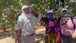 Yeşil altın Antepfıstığında ilk hasat davul zurna eşliğine başladı